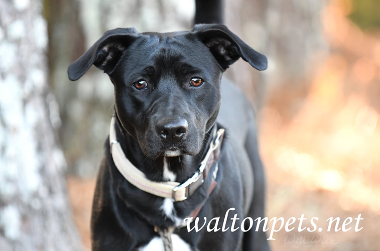 Black Lab mix dog with collar Picture