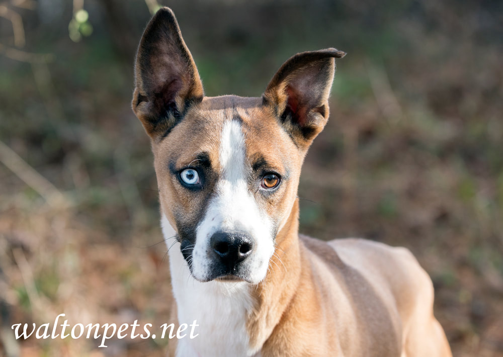 Basenji Husky mix dog with one blue eyes and cute big ears Picture