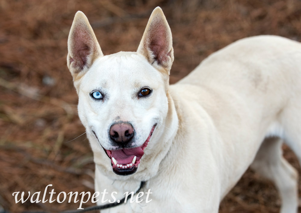 White husky mix breed dog with one blue eye outside on leash Picture