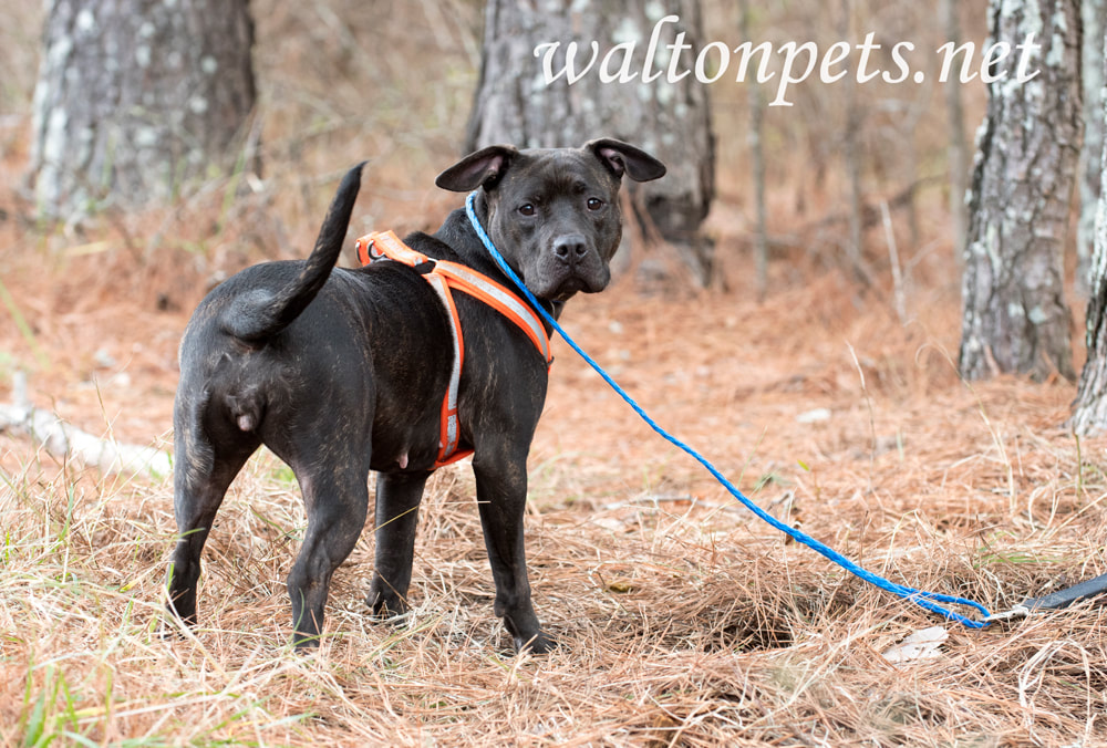 Dark brindle female pitbull wearing orange harness leash Picture