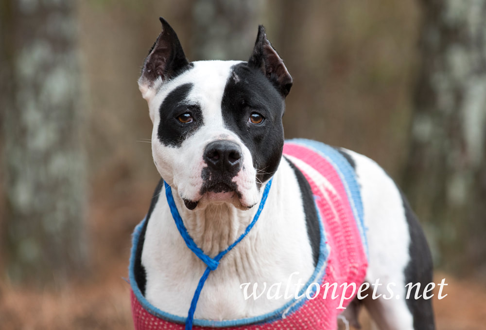 Black and white female pitbull with cropped ears wearing pink doggy sweater Picture
