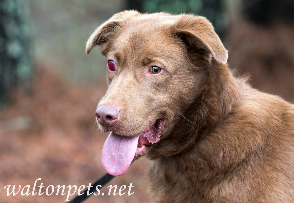 Blind Chocolate Labrador dog with red swollen eye trauma or glaucoma Picture