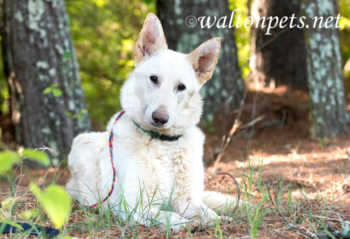 Female white German Sheperd dog laying down outside in the trees and sun with collar and leash Picture