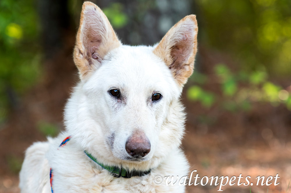 Female white German Sheperd dog laying down outside in the trees and sun with collar and leash Picture