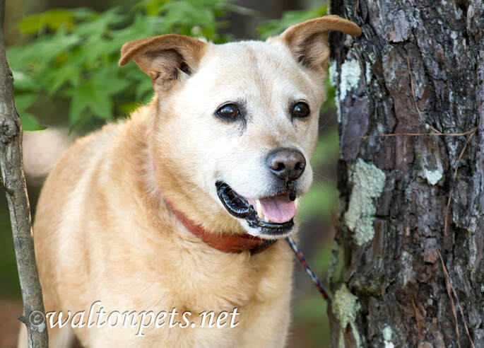 Happy older senior Lab Heeler mix breed dog outside on leash Picture