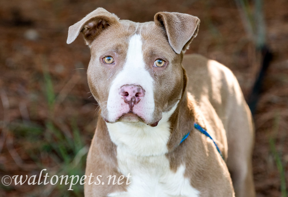 Female chocolate and white American Pitbull Terrier dog outside on leash. Dog rescue pet adoption photography for humane society Picture