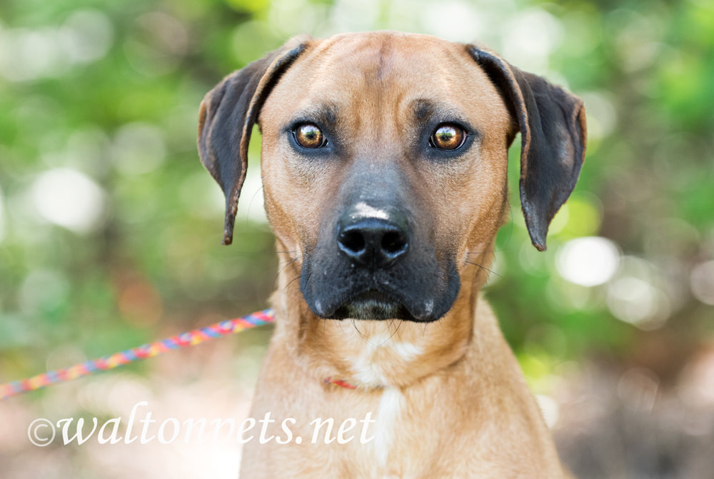 Hound Black Mouth Cur mix breed dog with red bandana outside on leash. Dog rescue pet adoption photography for animal shelter Picture