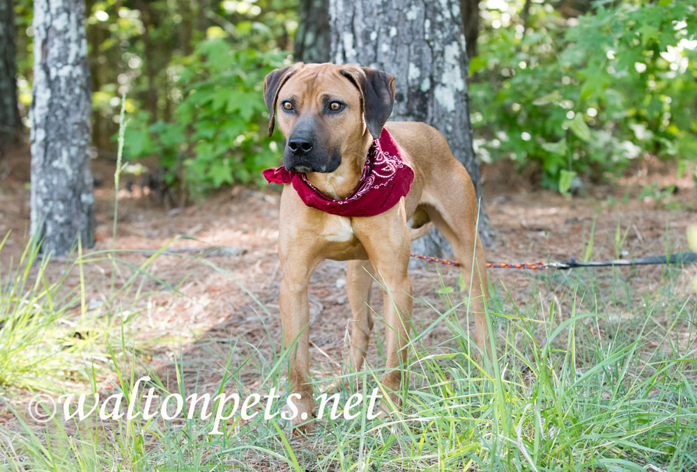 Hound Black Mouth Cur mix breed dog with red bandana outside on leash. Dog rescue pet adoption photography for animal shelter Picture
