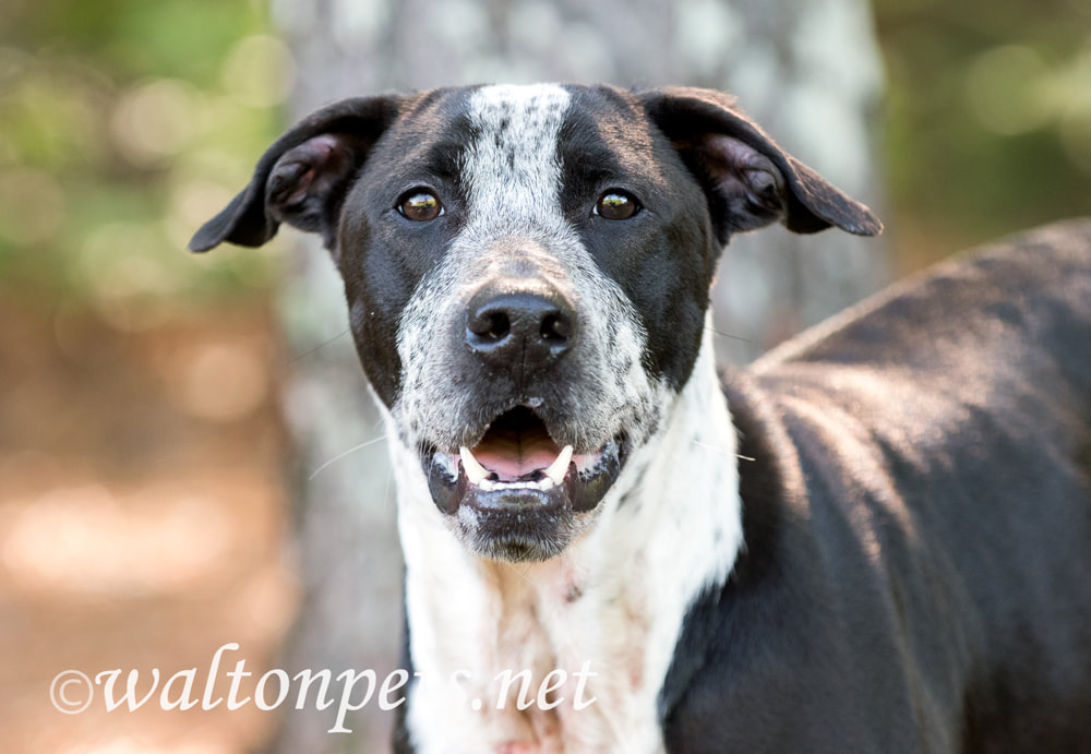 Happy Pointer mix breed dog outside for animal shelter adoption photo Picture