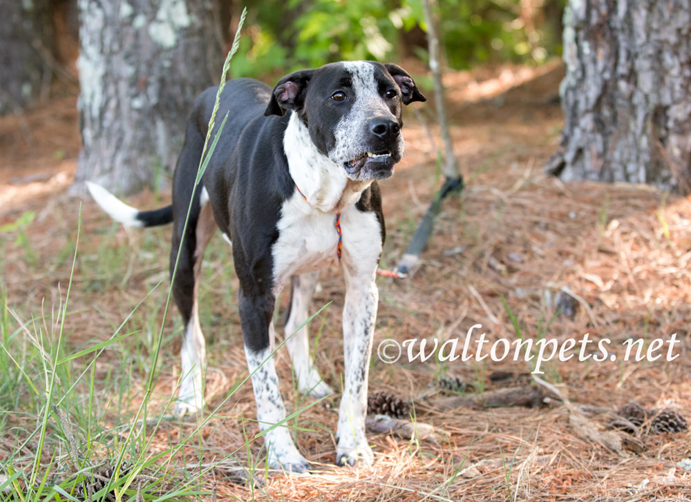 Happy Pointer mix breed dog outside for animal shelter adoption photo Picture