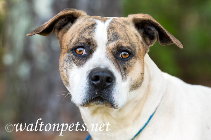 Brindle and white male American Bulldog mix breed dog outside on leash. Animal shelter humane society pet adoption dog rescue Picture
