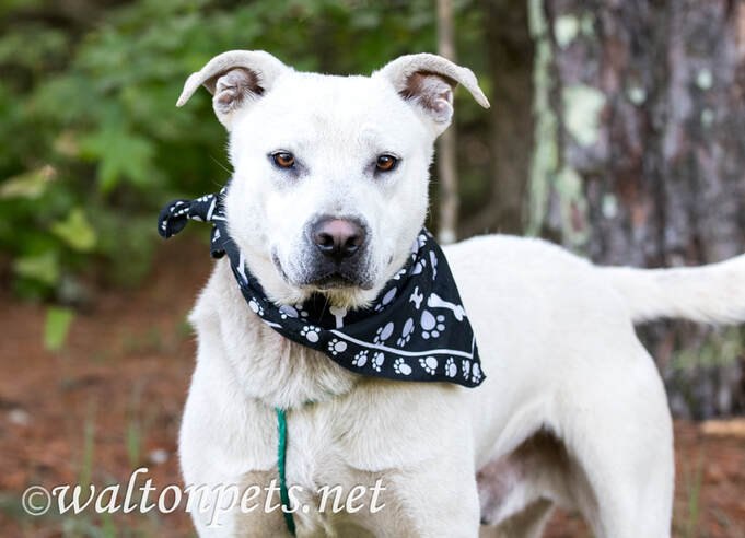 White Lab Husky mix with bandana wagging tail Picture