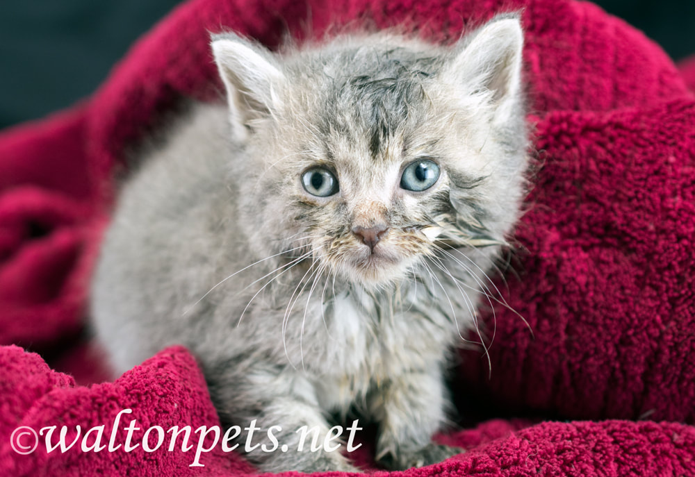Cute fluffy tabby kitten wrapped in a red blanket pet adoption rescue Picture