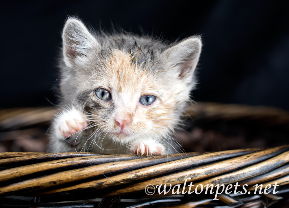 Cute calico kitten in a basket pet adoption rescue Picture