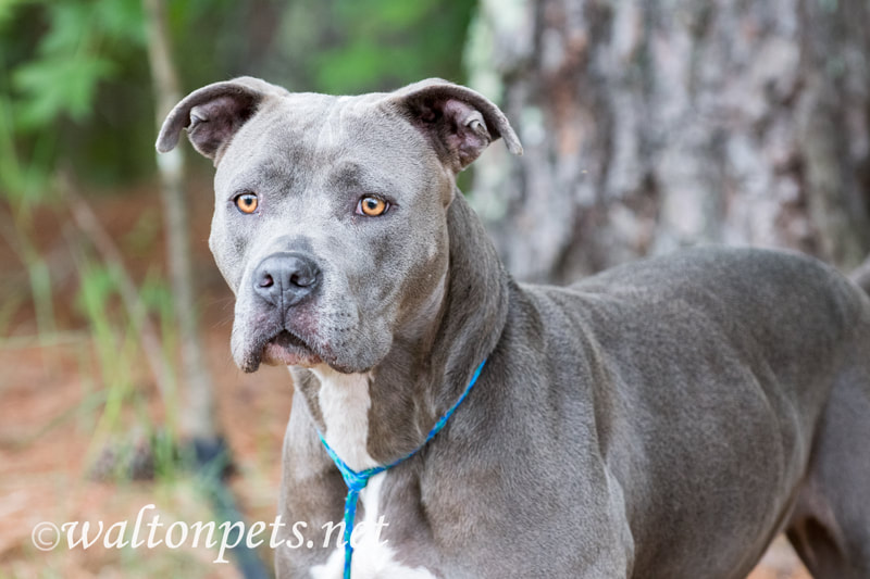 Blue Pitbull Terrier dog outside on leash for pet adoption Picture