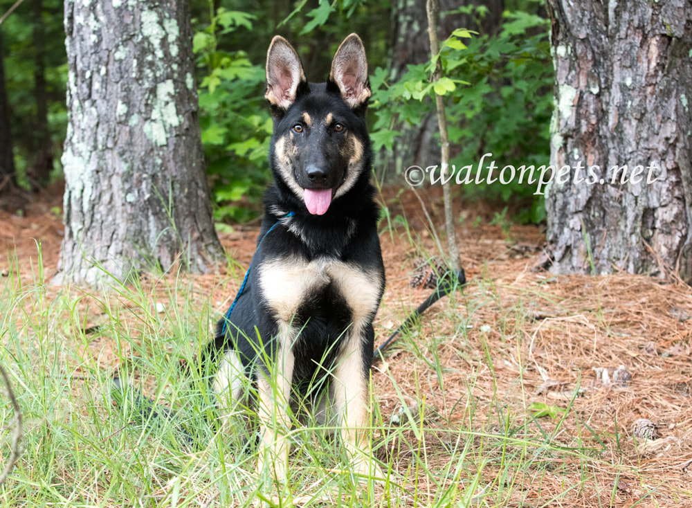 Beautiful young pure breed German Shepherd Dog sitting down Picture