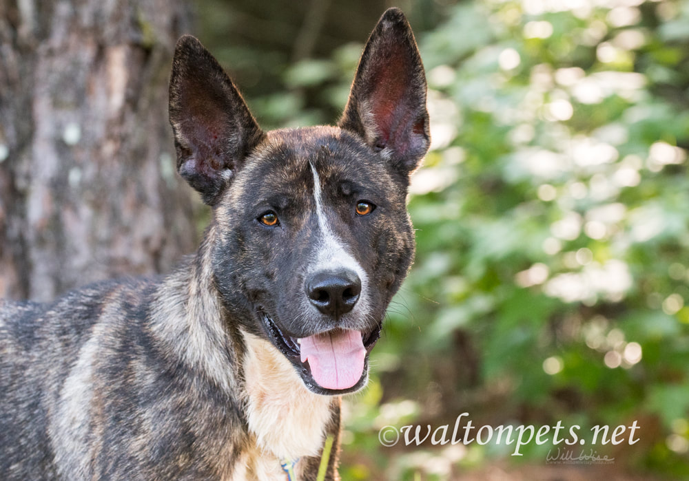 Happy brindle Dutch Shepherd and Akita mix breed dog Picture