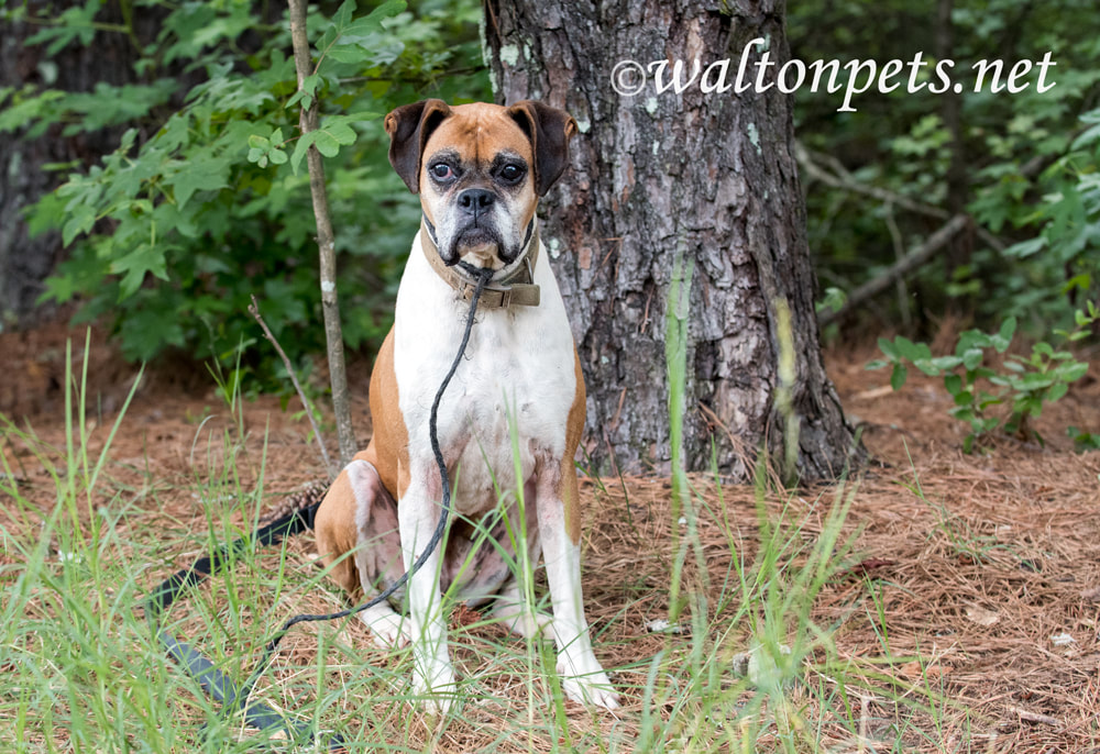 Senior female Boxer dog tied to tree with leash sitting down Picture