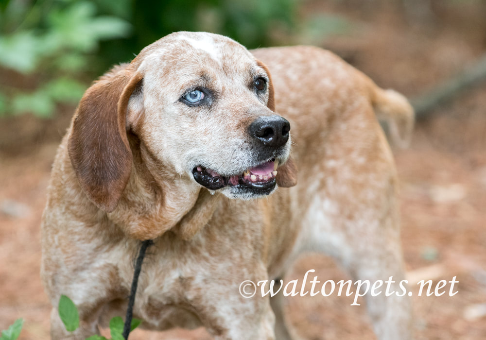 Female Redtick Coonhound with one blue eye and floppy ears outside on leash. Dog rescue pet adoption photography for waltonpets Picture