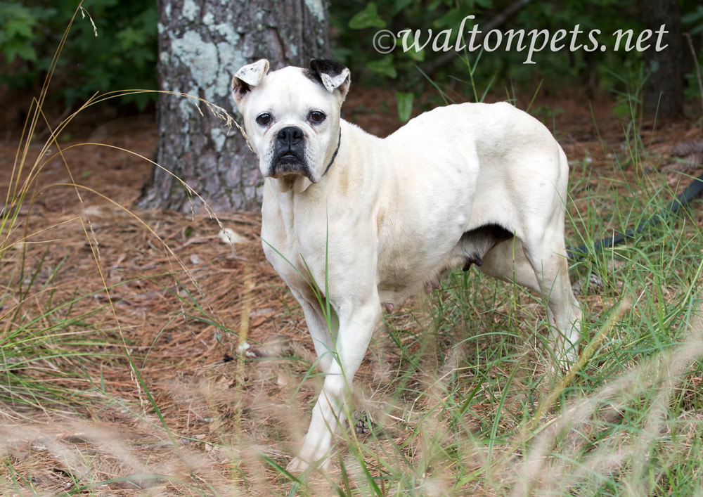 Skinny senior white Boxer Bulldog mixed breed dog Picture