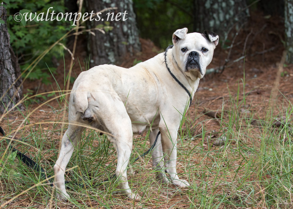 Skinny senior white Boxer Bulldog mixed breed dog Picture