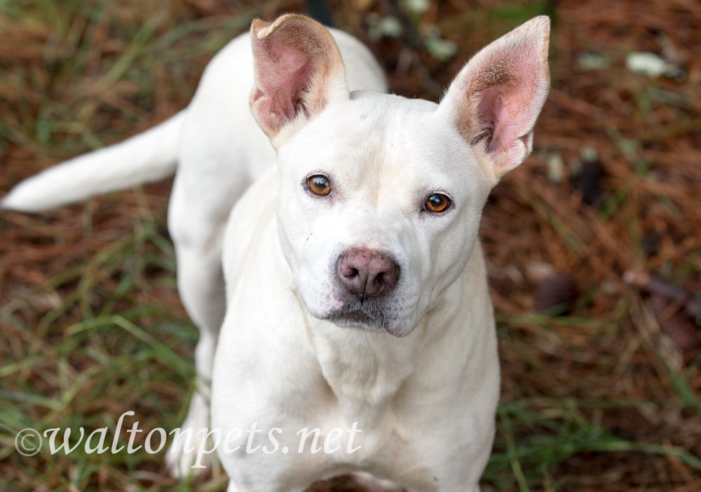 White Pitbull mix dog with pointy ears outside on leash Picture