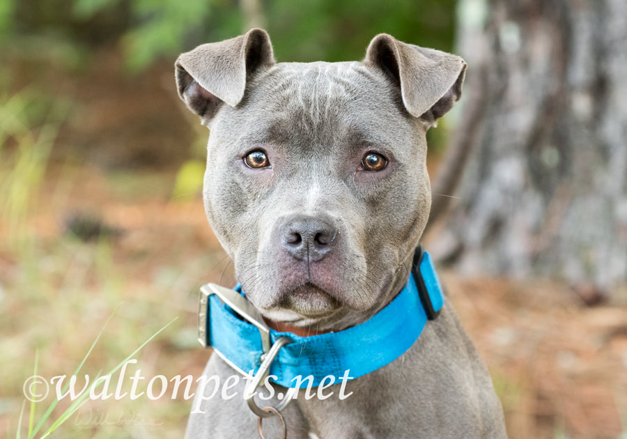 Female blue Pitbull outside on leash with wide blue collar and ID tag Picture