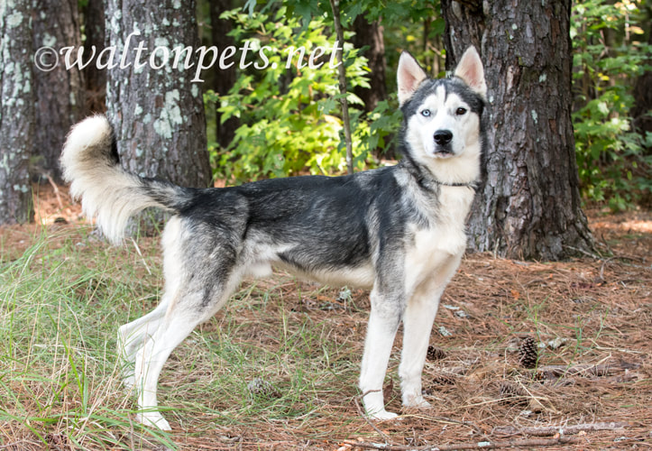 Male Siberian Husky dog with one blue eye Picture