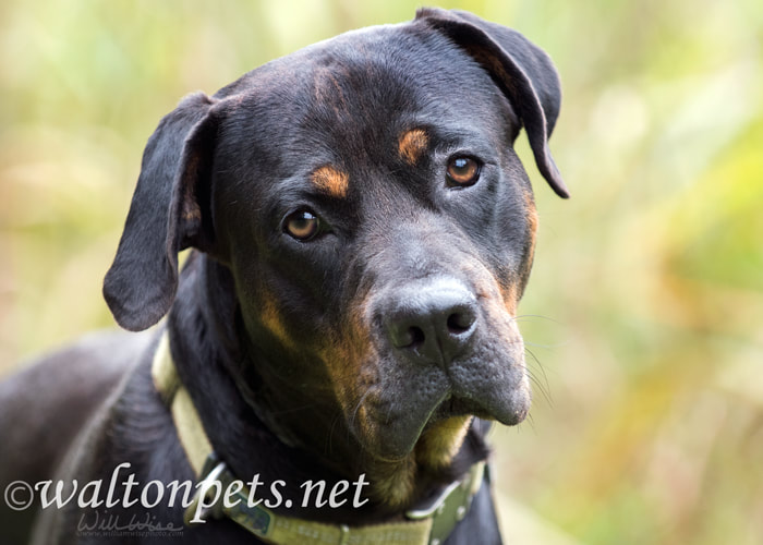 Handsome Rottweiler dog with sad brown eyes Picture
