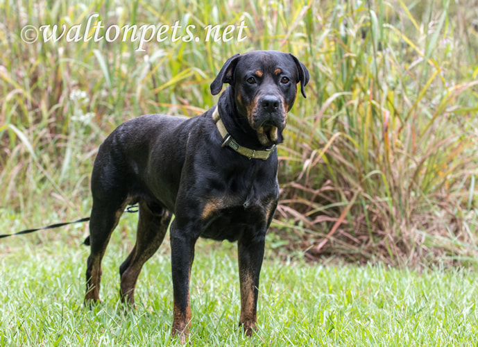 Rottweiler Dog standing outside Picture