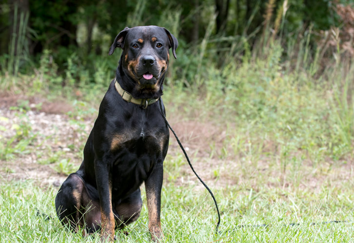 Rottweiler dog sitting down outside on leash Picture