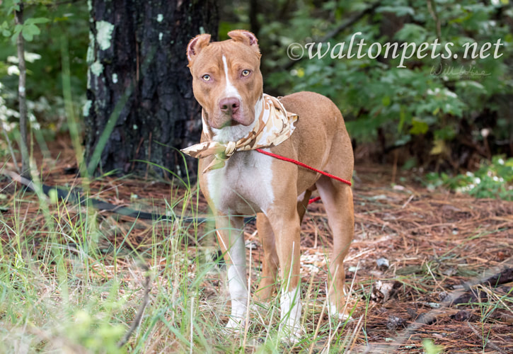 Red American Pitbull Terrier with cropped ears and bandana Picture