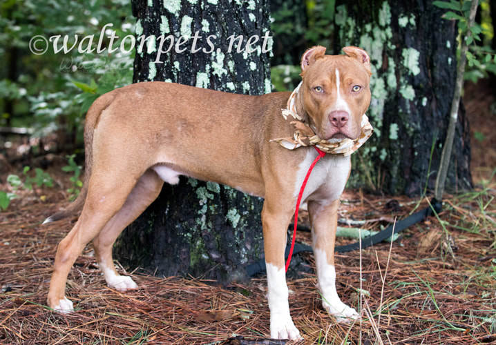 Red American Pitbull Terrier with cropped ears and bandana Picture