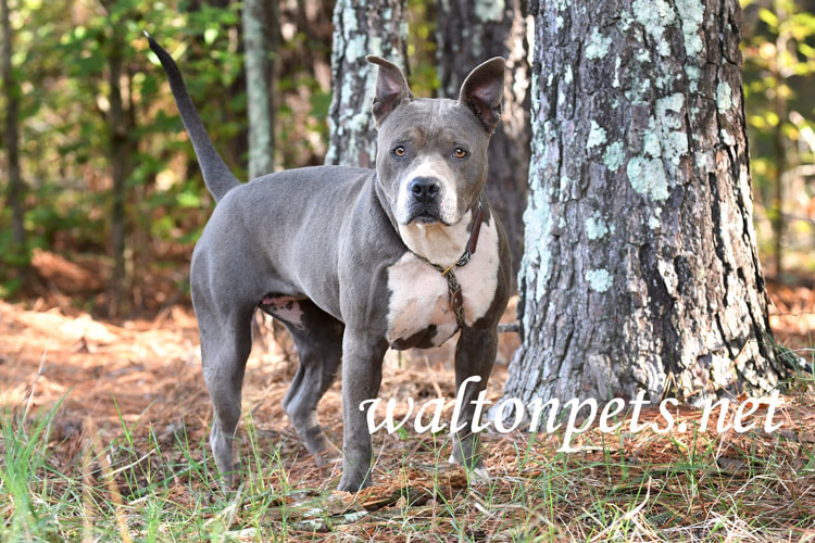 Female blue and white American Pitbull Terrier dog outside on leash. Dog rescue pet adoption photography for humane society animal Picture