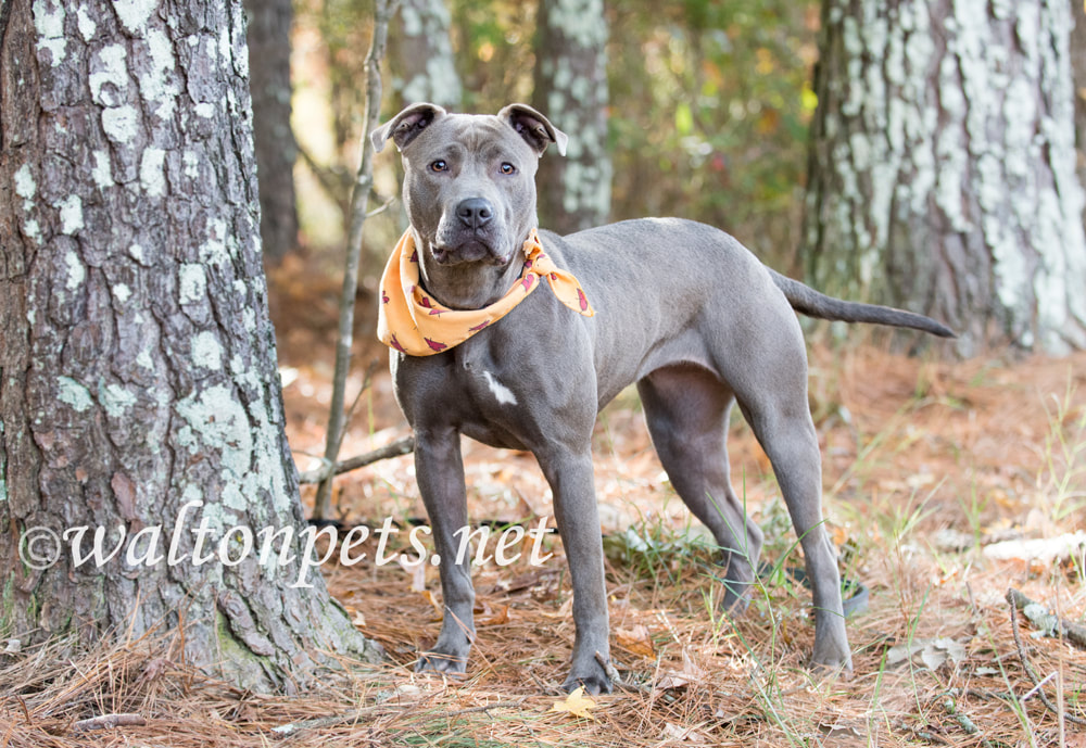 Blue pitbull terrier dog with fall color bandana outside on leash Picture