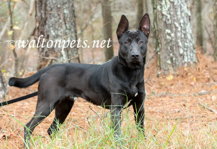 Black German Shepherd Malinois mix breed dog Picture