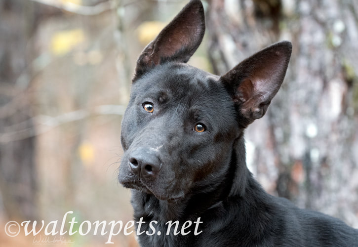Black German Shepherd Malinois mix breed dog Picture