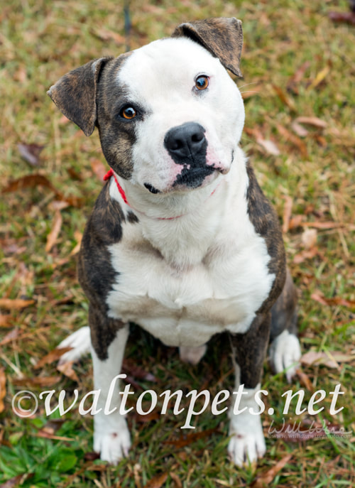 Large white and brindle American Bulldog Pitbull Terrier mix dog Picture