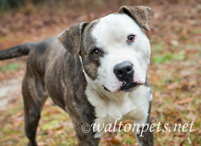 Large white and brindle American Bulldog Pitbull Terrier mix dog Picture
