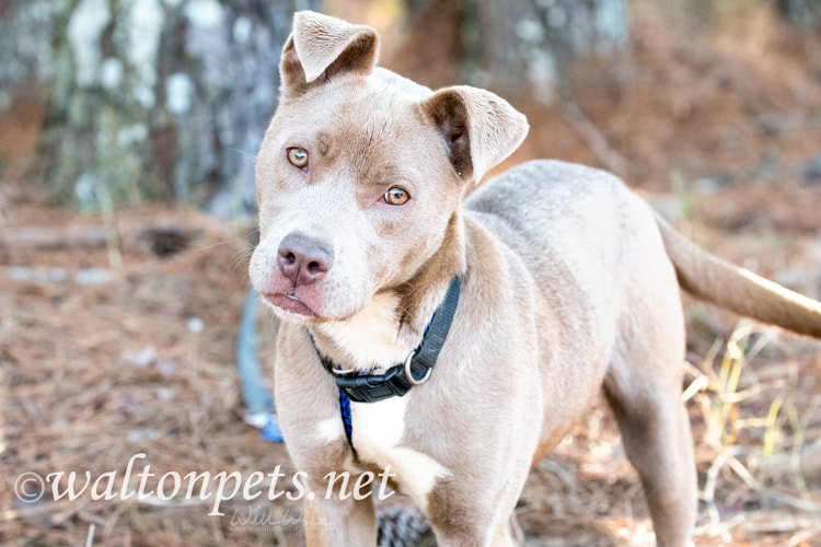 Cute tan female pitbull puppy with collar wagging tail Picture