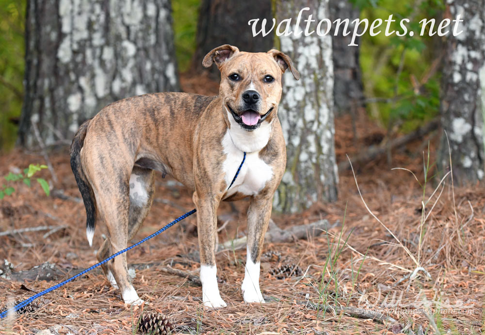 Cute Pitbull hound mix breed dog adoption rescue photo Picture