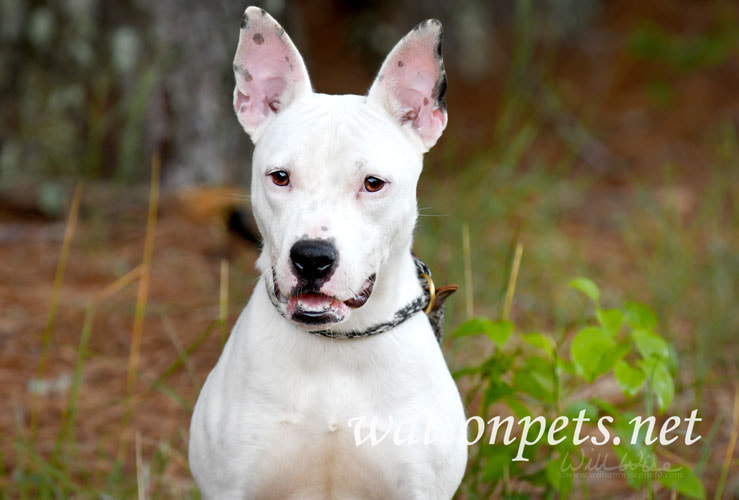 Happy Bull Terrier mix breed dog with big ears Picture