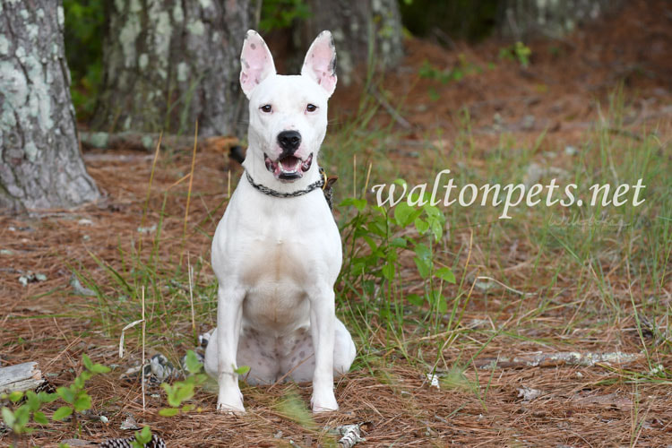 Happy Bull Terrier mix breed dog with big ears Picture