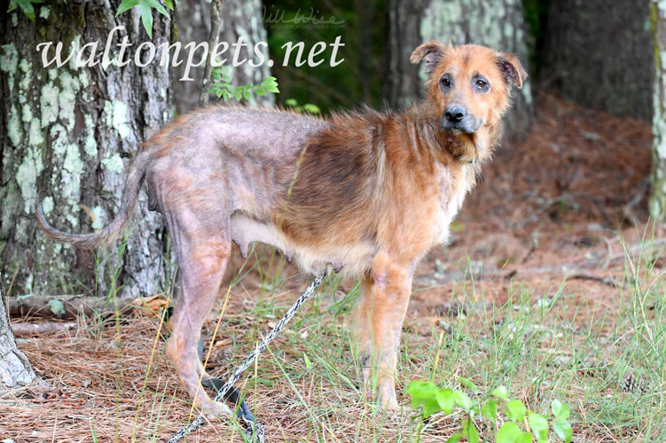 Sad shepherd Collie mix dog with mange missing fur and scabby skin condition Picture