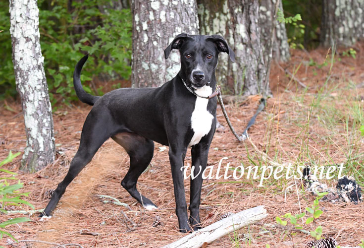 Young female Labrador and Great Dane mix dog outside on leash Picture