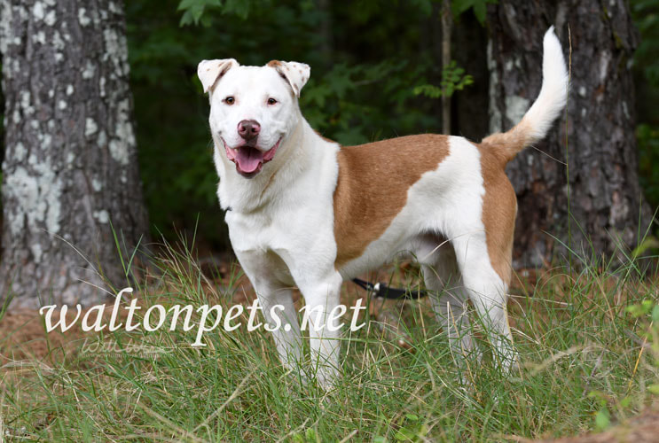 Happy Lab Aussie mix breed dog wagging tail Picture