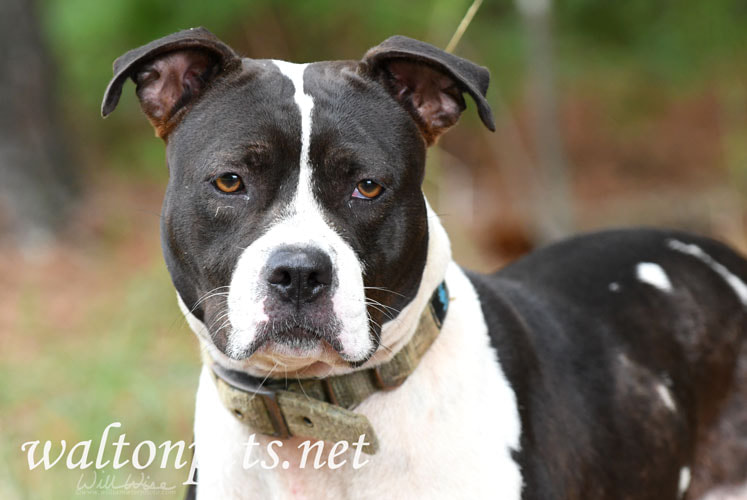 Black and White American Pitbull Terrier dog with collar Picture