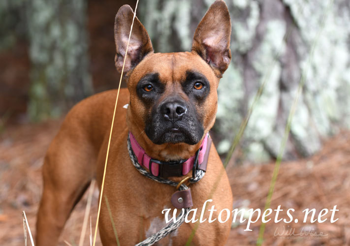 Female Boxer mix dog outside with pink collar and leash Picture