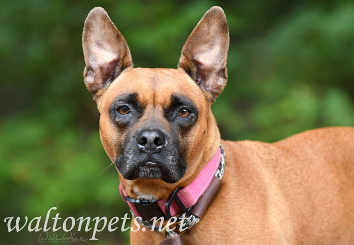 Female Boxer mix dog outside with pink collar and leash Picture