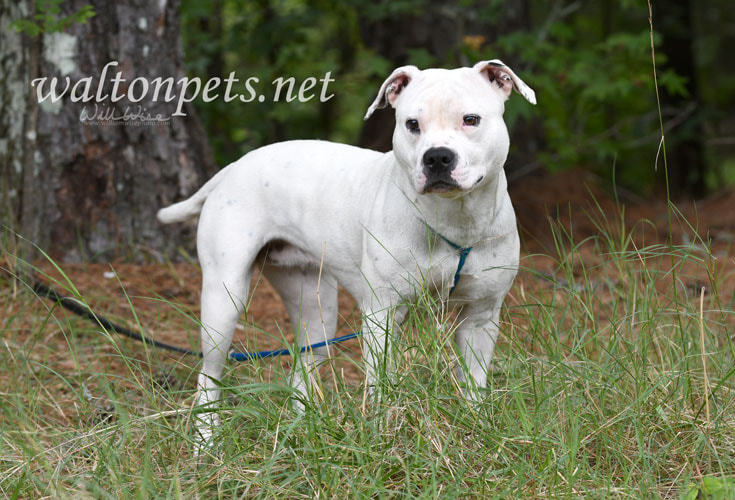 White female Bulldog Boxer mix dog outside on leash Picture
